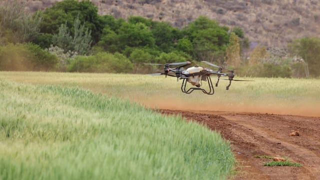 Agricultural drone flying low over a green crop field