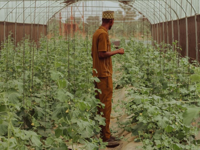 Man checking crops in a greenhouse in Zaria, Nigeria